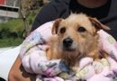 Ayuntamiento emite recomendaciones para proteger a animales de compañía durante lluvias