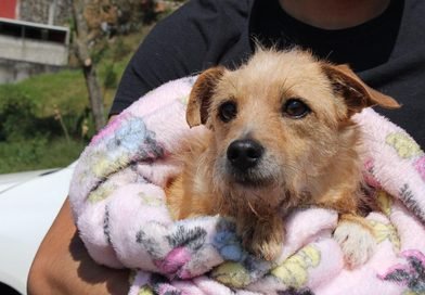 Ayuntamiento emite recomendaciones para proteger a animales de compañía durante lluvias