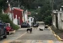 Atiende Ayuntamiento reporte ciudadano por presencia de perros en Santa Rosa