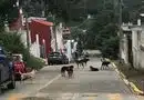 Atiende Ayuntamiento reporte ciudadano por presencia de perros en Santa Rosa