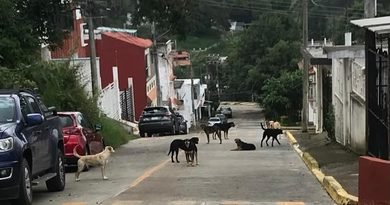 Atiende Ayuntamiento reporte ciudadano por presencia de perros en Santa Rosa