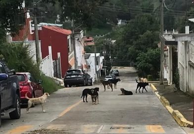 Atiende Ayuntamiento reporte ciudadano por presencia de perros en Santa Rosa