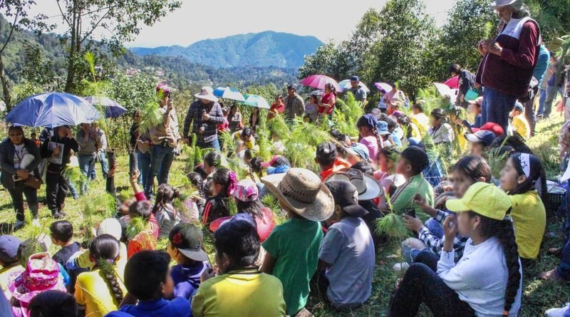 Sedema y Alpatláhuac reforestan 55.5 hectáreas en las Altas Montañas